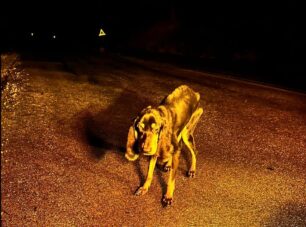 Εύβοια: Έκκληση για σκελετωμένο σκύλο που βρέθηκε μεταξύ Αιδηψούς και Χαλκίδας