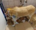 Φλώρινα: Ψάχνουν να βρουν φιλόξενο σπιτικό για σκύλο που έσωσαν από φόλα (βίντεο)