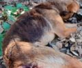 Γάλλος Ρεθύμνου: Ακόμα ένας σκύλος πυροβολημένος βρέθηκε νεκρός