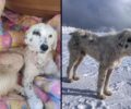 Γρεβενά: Φροντίζουν άρρωστο σκύλο που χτυπήθηκε από Ι.Χ. στο χιονοδρομικό Βασιλίτσας