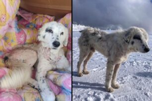 Γρεβενά: Φροντίζουν άρρωστο σκύλο που χτυπήθηκε από Ι.Χ. στο χιονοδρομικό Βασιλίτσας