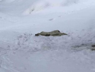 Κάτω Λεχώνια Μαγνησίας: Βρήκε αποκεφαλισμένο σκύλο – Αναζητούν πληροφορίες για το έγκλημα
