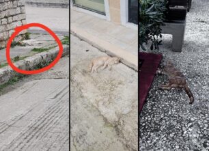 Κεφαλλονιά: Με φόλες δολοφόνησε γάτες στο Ληξούρι