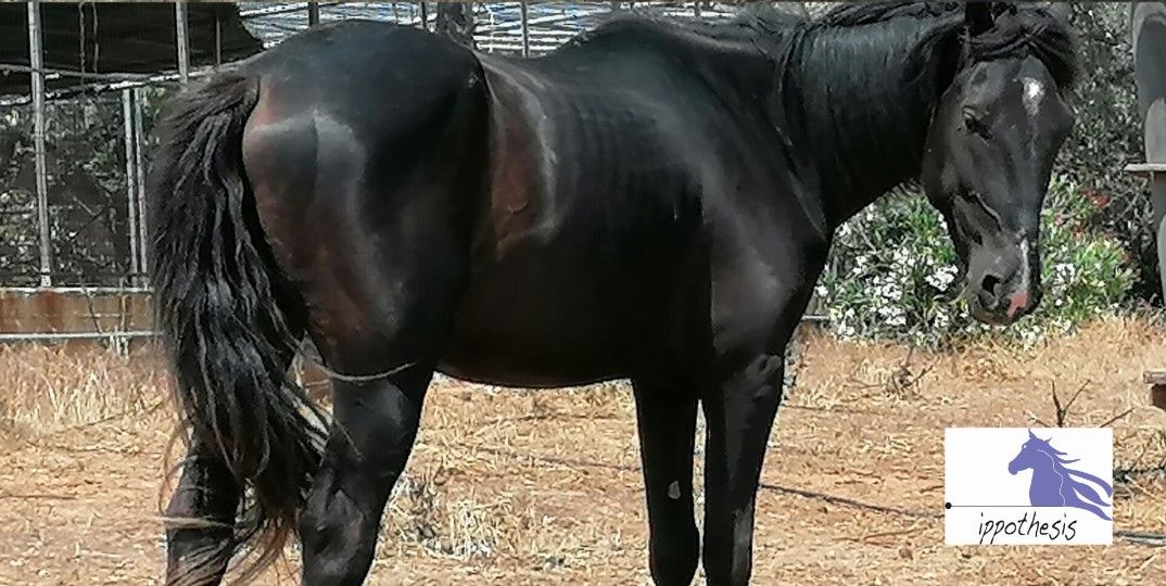 Ζει χωρίς πόνο και πείνα χάρη στον «Ιππόθεσις» άλογο που κακοποιούσε ο ιδιοκτήτης του στο Κόμμα Φθιώτιδας 13 KommaFthiotidasAlogo14 6 2022 1