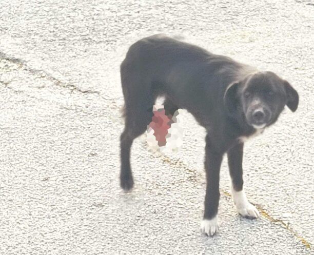 Κομμένο Άρτας: Κατάφερε να βρει και να πιάσει τον σκύλο με το κομμένο πόδι