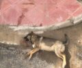 Κομοτηνή Ροδόπης: Σκότωσε με φόλες τα σκυλιά που φρόντιζαν εργαζόμενοι στον «Παρατηρητής της Θράκης»