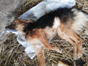 Κούρτεσι Ηλείας: Βρήκε τον σκύλο της παράλυτο πυροβολημένο με αεροβόλο