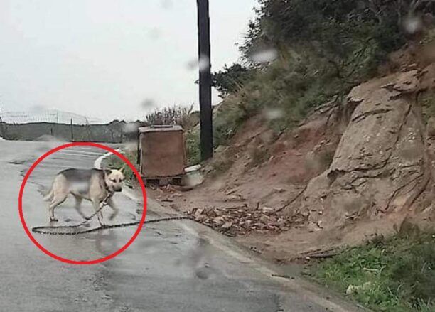 Ηράκλειο Κρήτης: Συνελήφθη άνδρας που είχε διαρκώς δεμένο στον δρόμο και απομονωμένο τον σκύλο του κοντά στη Ρογδιά