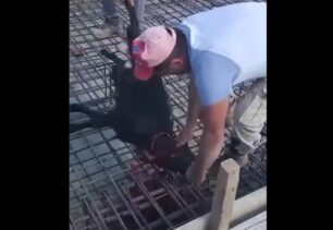 Κρήτη: Οικοδόμοι βασανίζουν κατσίκα σφάζοντας την στα θεμέλια οικοδομής (βίντεο)
