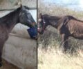 Έσωσαν άλογο που βασάνιζε ο ιδιοκτήτης του στo Λυγουριό Αργολίδας (βίντεο)