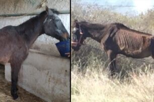 Έσωσαν άλογο που βασάνιζε ο ιδιοκτήτης του στo Λυγουριό Αργολίδας (βίντεο)