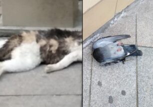 Μαρούσι Αττικής: Σκόρπισε φόλες και σκότωσε γάτες στον πεζόδρομο της Ερμού
