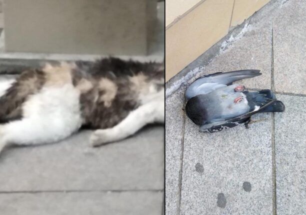 Μαρούσι Αττικής: Σκόρπισε φόλες και σκότωσε γάτες στον πεζόδρομο της Ερμού