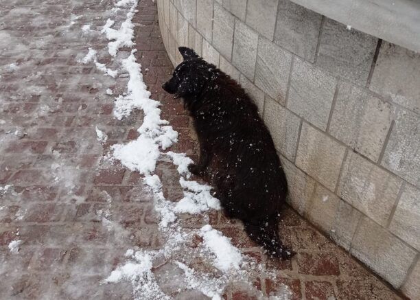 Ο αδέσποτος σκύλος στο Πεδίον του Άρεως περιμένει μέσα στα χιόνια την άστεγη γυναίκα (βίντεο)