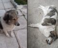 Μεταμόρφωση Αττικής: Με φόλα δολοφόνησε τον αδέσποτο σκύλο