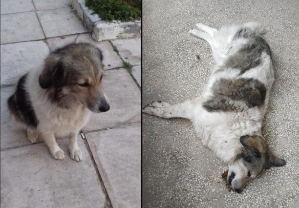 Μεταμόρφωση Αττικής: Με φόλα δολοφόνησε τον αδέσποτο σκύλο