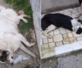 Με φόλες δολοφόνησε σκυλιά και γάτες στον Νέο Σκοπό Σερρών
