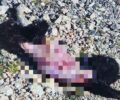 Παλλήνη Αττικής: Βρήκε γάτα νεκρή γδαρμένη από ανθρώπινο χέρι