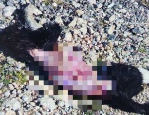 Παλλήνη Αττικής: Βρήκε γάτα νεκρή γδαρμένη από ανθρώπινο χέρι