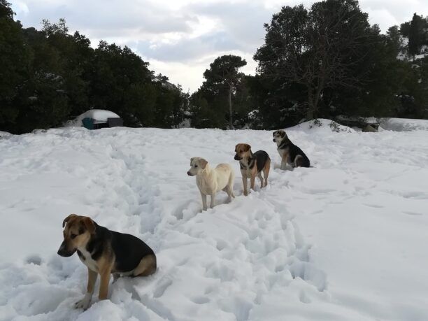 Ανέβηκαν στην Πάρνηθα για να ταΐσουν σκυλιά και γάτες ώστε να αντέξουν χιόνι και δριμύ ψύχος (βίντεο)
