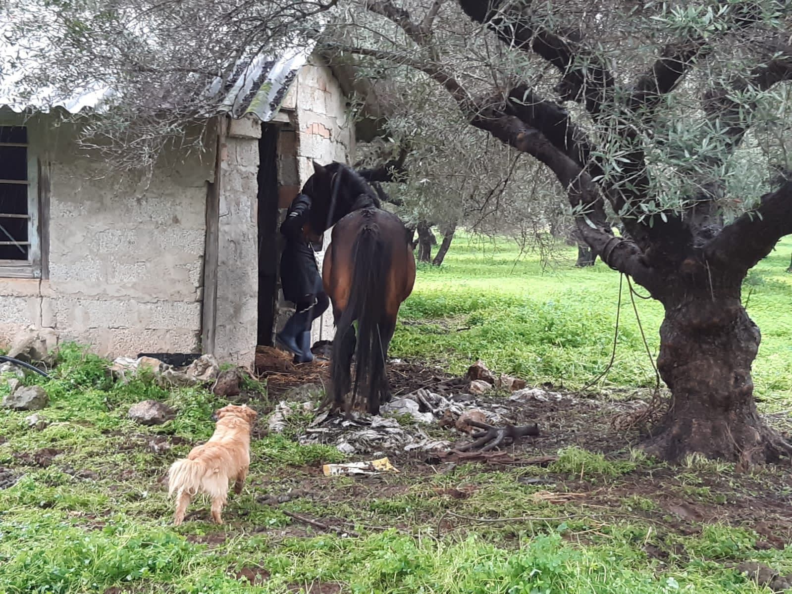Πάρος: Συνελήφθη άνδρας για κακοποίηση αλόγων καθώς τα είχε εκτεθειμένα στον χιονιά (βίντεο) 5 ParosKamaresAloga8 2 2023