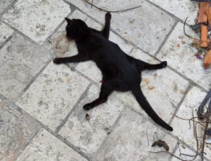 Παξοί: Βρήκαν νεκρές γάτες στη Λάκκα