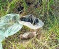 Περιβόλια Χανίων: Βρήκε νεογέννητα κουταβάκια πεταμένα σε χωράφι – Ένα μόνο ήταν ζωντανό