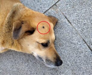 Ροδόπολη Σερρών: Έσβησε τσιγάρο πάνω στο κεφάλι του αδέσποτου σκύλου