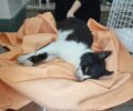Ρόδος: Με φόλες δολοφόνησαν γάτες στα Κοσκινού και Ιξιά