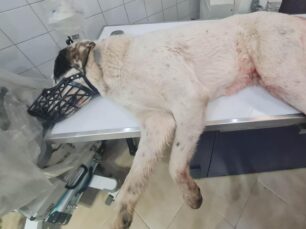 Σαραβάλι Αχαΐας: Πυροβόλησε εξ επαφής αδέσποτο σκύλο