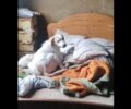 Θαλασσιά Ξάνθης: Σκύλος περίμενε στο κρεβάτι του διαλυμένου σπιτιού τη νεκρή κηδεμόνα του (βίντεο)