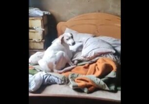 Θαλασσιά Ξάνθης: Σκύλος περίμενε στο κρεβάτι του διαλυμένου σπιτιού τη νεκρή κηδεμόνα του (βίντεο)