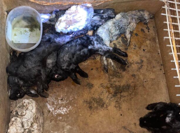 Θεσσαλονίκη: Άφησε τα κουνέλια του να πεθάνουν από την πείνα (βίντεο)
