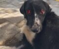 Αρκαδία: Τι απέγινε το σοβαρά άρρωστο σκυλί που ζει εξαθλιωμένο στο Κ.Τ.Ε.Λ. Τρίπολης