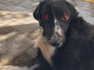 Αρκαδία: Τι απέγινε το σοβαρά άρρωστο σκυλί που ζει εξαθλιωμένο στο Κ.Τ.Ε.Λ. Τρίπολης