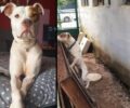 Καταδικάστηκαν δύο γυναίκες που κακοποίησαν διαδοχικά τον σκύλο τους στο Χαϊδάρι Αττικής