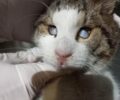 Έκκληση για την υιοθεσία της τυφλής γάτας που βρέθηκε αδέσποτη στο Χολαργό Αττικής (βίντεο)