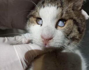 Έκκληση για την υιοθεσία της τυφλής γάτας που βρέθηκε αδέσποτη στο Χολαργό Αττικής (βίντεο)