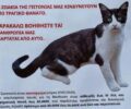 Αθήνα: Με φόλες σκότωσε πέντε γάτες στο Γουδή Αττικής