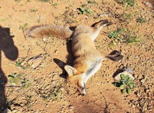 Άγιος Ιωάννης Λακωνίας: Με φόλες σκότωσε άγρια και αδέσποτα ζώα