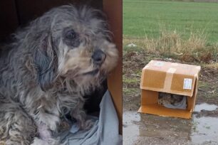 Ακρινή Κοζάνης: Πέταξε τον άρρωστο σκύλο στα χωράφια μέσα σε μια κούτα (βίντεο)
