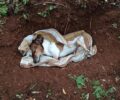 Αλμυρός Μαγνησίας: Αδέσποτα και οικόσιτα σκυλιά δολοφονούνται συστηματικά με φόλες
