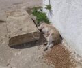 Άργος Αργολίδας: 12 σκυλιά δηλητηριασμένα με φόλες κοντά στο Ειδικό Δημοτικό Σχολείο