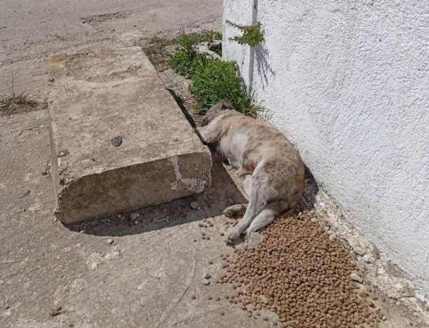 Άργος Αργολίδας: 12 σκυλιά δηλητηριασμένα με φόλες κοντά στο Ειδικό Δημοτικό Σχολείο