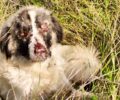 Άσσηρος Θεσσαλονίκης: Έκκληση για άρρωστο σκύλο που περιφέρεται εξαθλιωμένος και κανείς δεν νοιάζεται