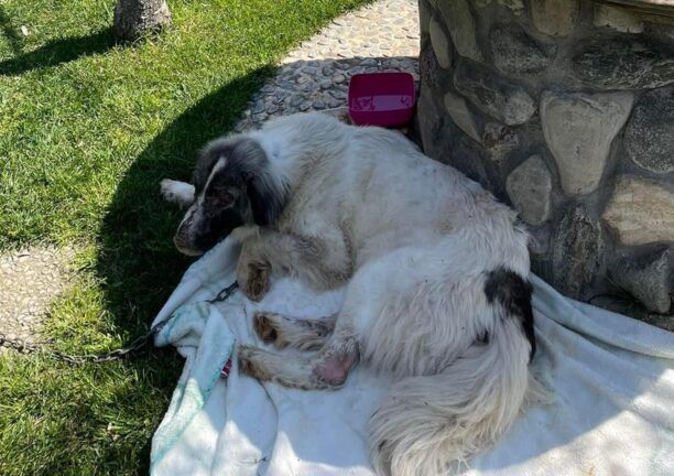 Μεταφέρεται σε κτηνιατρείο ο άρρωστος σκύλος απ'την Άσσηρο Θεσσαλονίκης για τον οποίο ο Δήμος Λαγκαδά αδιαφορούσε
