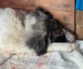 Υιοθέτησε για να σώσει άρρωστο σκύλο που περιφερόταν εξαθλιωμένος στην Άσσηρο Θεσσαλονίκης
