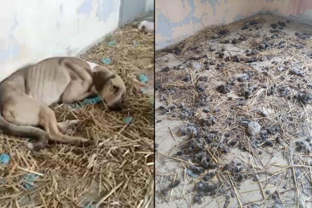 Ξάνθη: Σκελετωμένα και χωρίς τροφή σκυλιά που κρατάει έγκλειστα ο Δήμος Αβδήρων (βίντεο)
