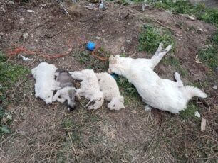 Δαμάσι Λάρισας: Βρήκαν τα αδέσποτα σκυλιά δολοφονημένα