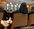 Δικαιώθηκε φιλόζωος που φιλοξένησε αδέσποτες γάτες για να τις σώσει από φόλες στην Ηλιούπολη Αττικής και του έβαλαν πρόστιμο 9.600 ευρώ